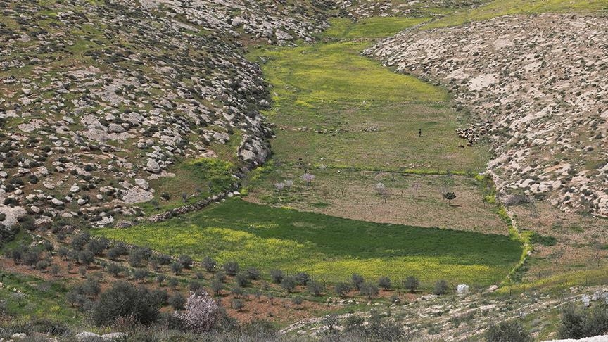 Izraelitët që uzurpuan tokat palestineze  vodhën dhe vranë qindra dele në Bregun Perëndimor