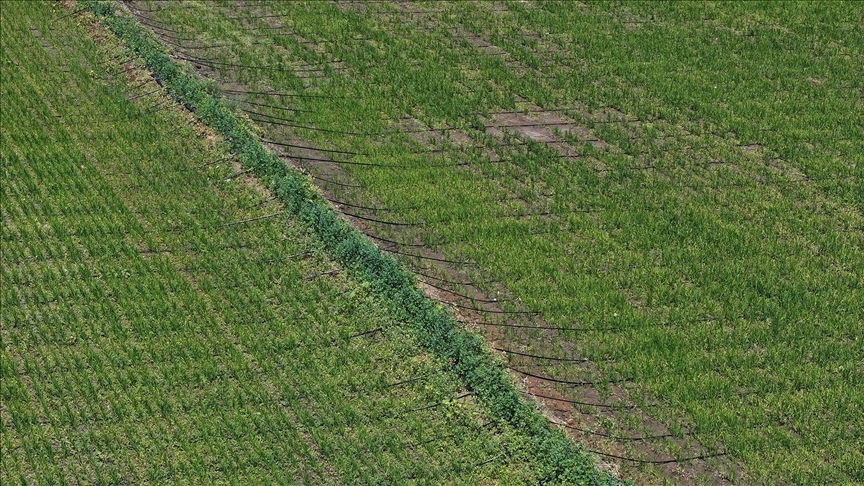 Edirne'de kullanılmayan araziler "damla sulama" ile tarıma kazandırılıyor