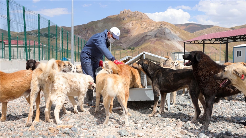 Hakkari'deki doğal yaşam alanlarında 1686 sahipsiz köpek barındırılıyor