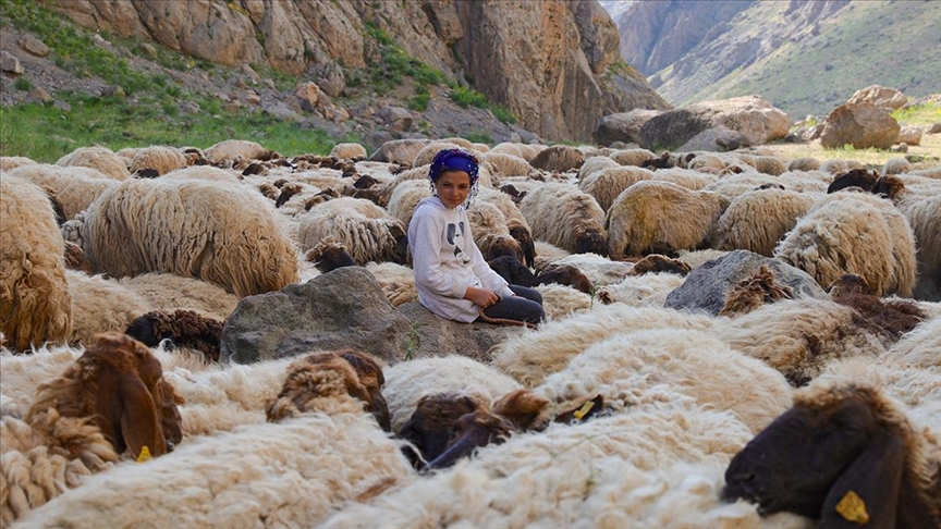 Göçer ailelerin yaylalardaki yükünü çocuklar da omuzluyor