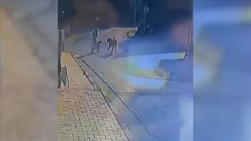 Sarıyer'de kadın ve köpeğine yürüyüş sırasında sokak köpekleri saldırdı