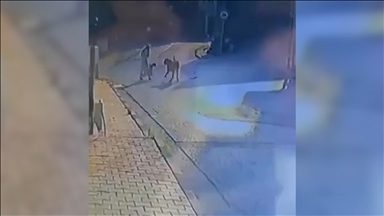 Sarıyer'de kadın ve köpeğine yürüyüş sırasında sokak köpekleri saldırdı
