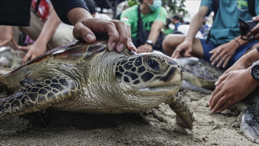 Madagascar : 14 saisies liées au trafic d’espèces protégées en une année