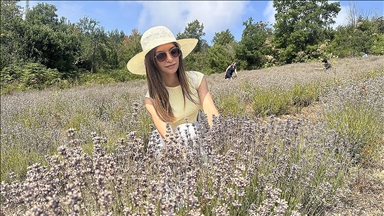 Kastamonu'da turizmcinin atıl tarlasına kurduğu lavanta bahçesinde hasat şöleni yapıldı