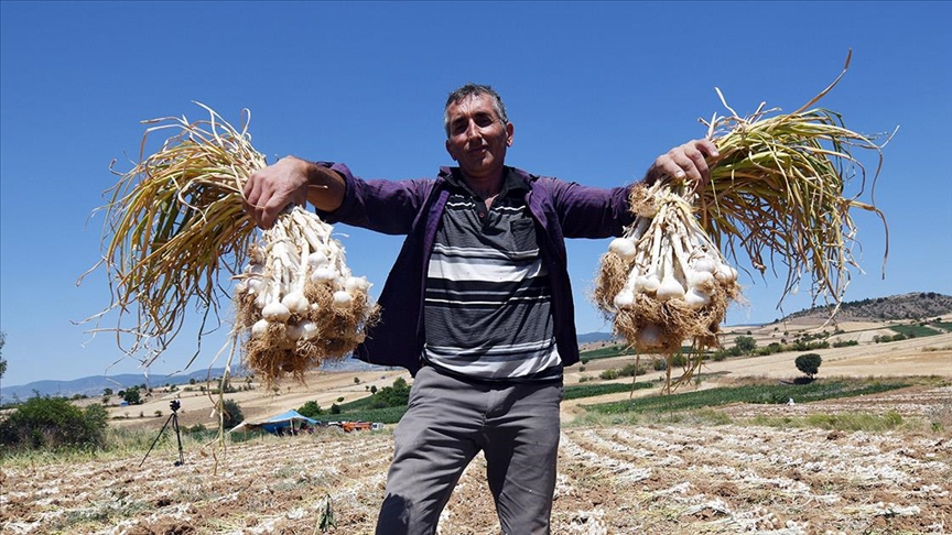 Taşköprü sarımsağı üreten çiftçi 30 yıldır ata tohumundan vazgeçmiyor