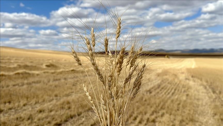 Greek farms on edge as climate change hits European agriculture
