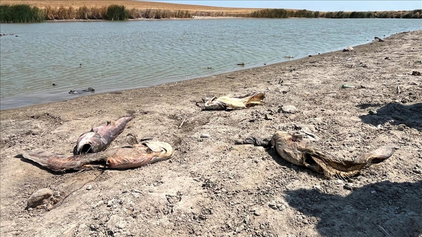 Tekirdağ'da su seviyesi düşen gölette oksijensiz kalan balıklar telef oldu