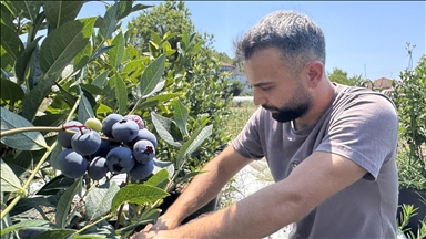 Öğrencilik yıllarında tadından etkilendiği yaban mersininin üreticisi oldu