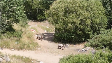Nemrut Kalderası'ndaki bozayılar dronla görüntülendi