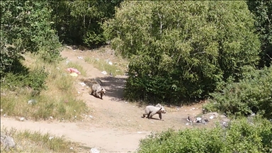 Dîmenên hirçên di Kalderaya Nemrûdê da bi droneyê hatin kişandin