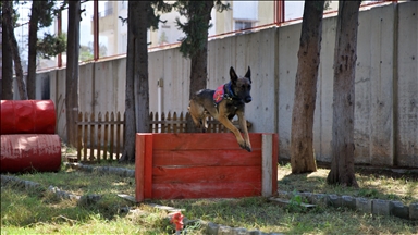 Jandarmanın hassas burunlu köpeklerinin kondisyonu antrenmanlarla korunuyor 