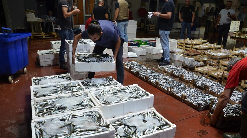 Kocaeli Ereğli Balık Hali'nde balık mezadı hareketliliği sürüyor