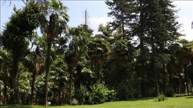 Türkiye’s 1st arboretum home to 66 tree species