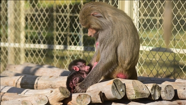 Indinjatë në Gjermani pasi kopshti zoologjik eutanazon 12 babunë për shkak të mbipopullimit
