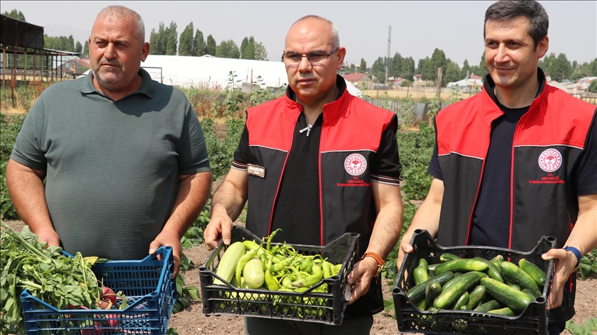Li Agiriyê sebzeyên ku bi dayen û pişteka dewletê hatin hilberandin, hatin çinîn