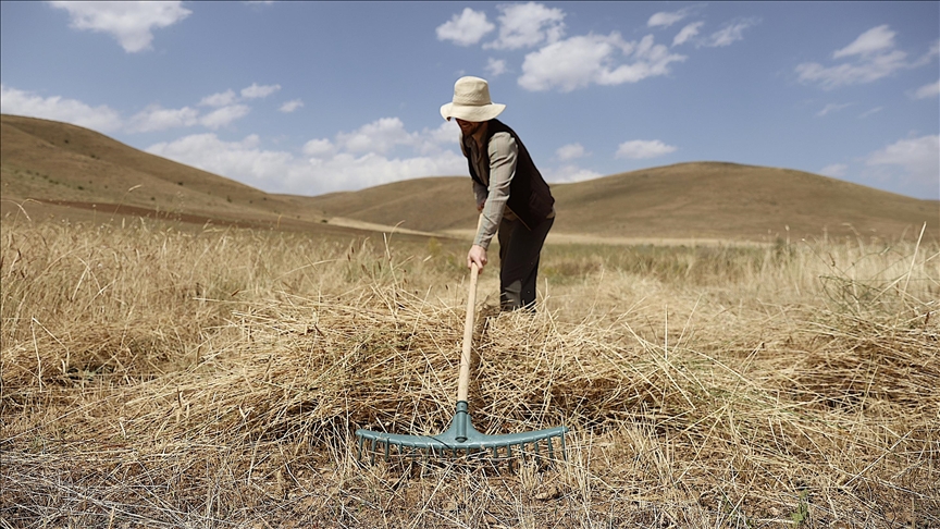 Bayburt'ta asırlık tarım aletleriyle buğday hasadı yapıldı