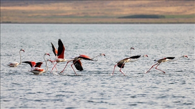 Flamingolar Van Gölü'ne renk katıyor