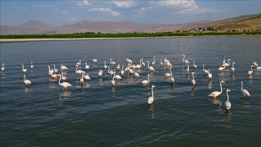 Liqeni Van në Turqinë lindore strehon qindra flamingo gjatë verës