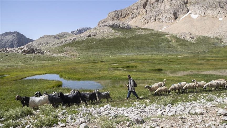 أجبان تونج إيلي التركية.. نكهة تصنعها الطبيعة والتقاليد