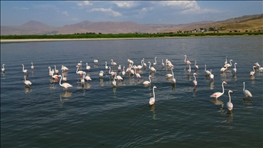 Liqeni Van në Turqinë lindore strehon qindra flamingo gjatë verës