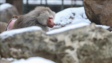 Citing overcrowding, German zoo euthanizes baboons, feeds them to predators