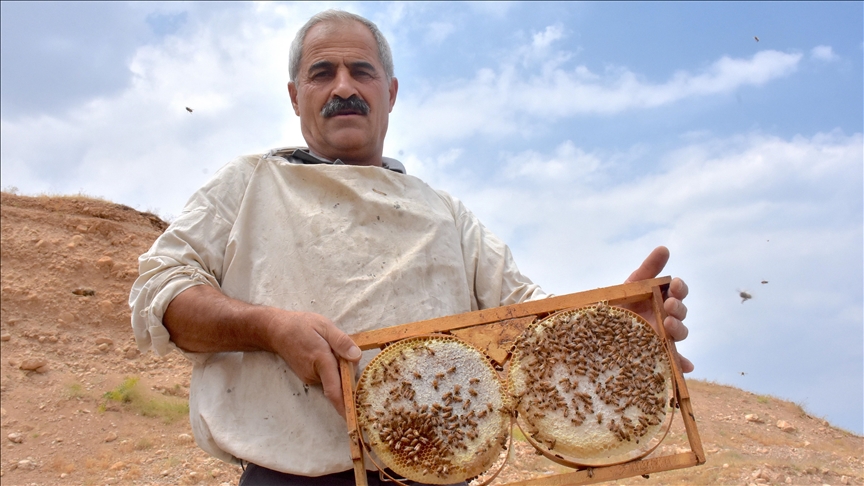 Mozvanê Wanî bi piştgiriya dewletê hem kewarên xwe nû kir û hem jî hejmara wan zêde kir