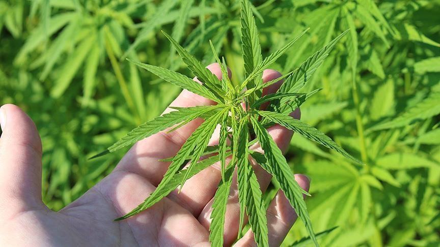 Cash-strapped Lebanon turns to cannabis cultivation for medical purposes as economic lifeline