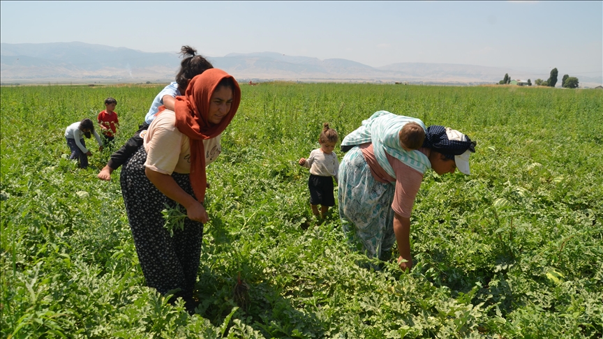 Li Deşta Mûşê karê giran ê jinan ê kandêlkirina zebeşan dest pê kir