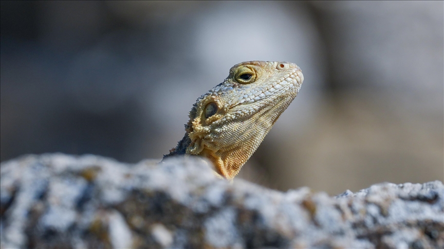 Scientists study Australian lizards' molecular defenses as possible source against snakebite venoms