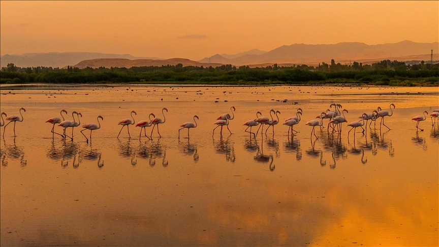 Prekrasni prizori flamingosa na jezeru Van pri zalasku sunca