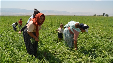 Li Deşta Mûşê karê giran ê jinan ê kandêlkirina zebeşan dest pê kir