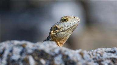 Scientists study Australian lizards' molecular defenses as possible source against snakebite venoms