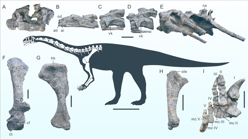 Çin'de yeni bir dinozor türüne ait fosil bulundu