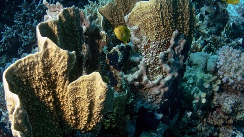 Climate change hits Australia's coral reefs hard