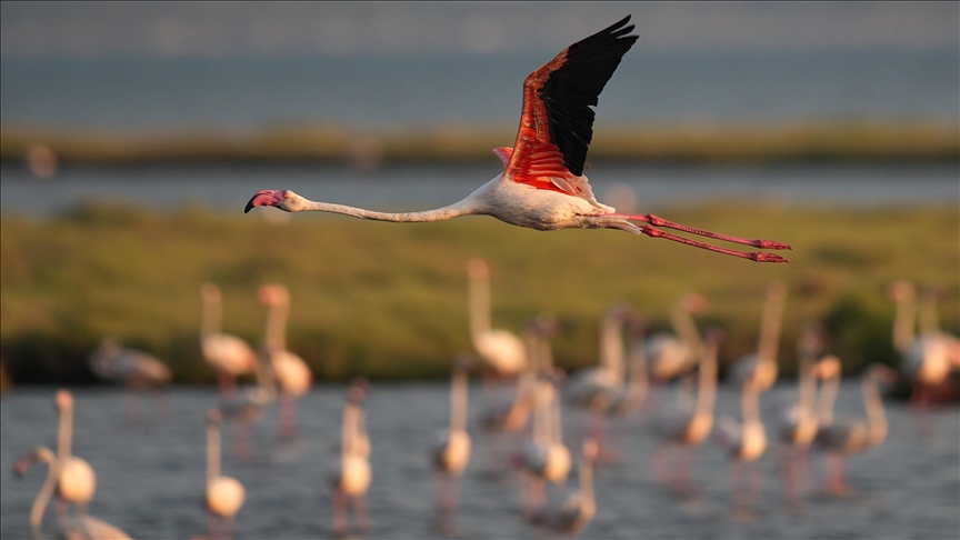 Delta Gediz, utočište flamingosa u turskom Izmiru