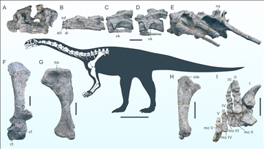 Çin'de yeni bir dinozor türüne ait fosil bulundu