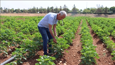 Li Şanliurfayê hewaya germ kêrî çandiniya pembû hat
