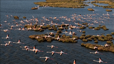 Delta e Gedizit në Turqi mirëpret flamingot