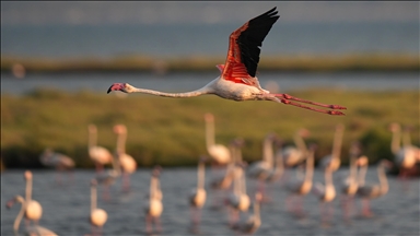 Delta Gediz, utočište flamingosa u turskom Izmiru