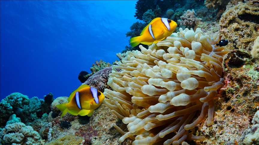 Peshqit klloun dhe anemonët lulëzojnë në pikën e zhytjes "Qyteti i Anemonëve" në Detin e Kuq