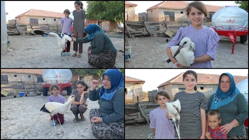 Një familje turke kujdeset për lejlekun e plagosur