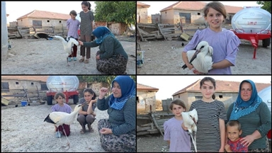 Një familje turke kujdeset për lejlekun e plagosur