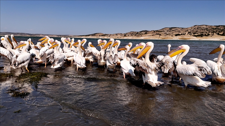 Frig Vadisi'ndeki Porsuk Baraj Gölü pelikanları ağırlıyor