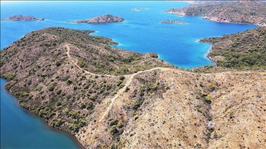 Marmaris'te yanan ormanlık alanlar yeniden yeşeriyor