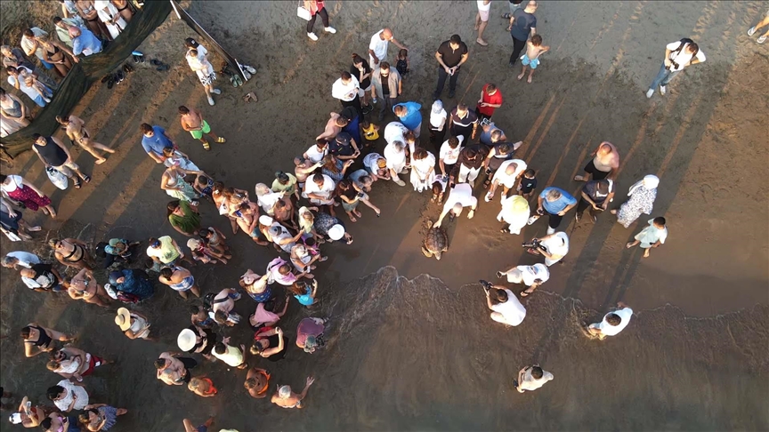 Uydu cihazıyla izlenen caretta caretta "Tuba" ikinci dünya turuna salındı