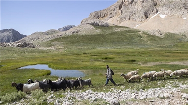 Prodhimi i djathit me metoda natyrale në pllajat e Anadollit