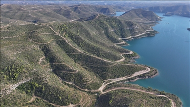 Manavgat'ta yanan ormanlık alanlar yeniden "yeşil örtü" ile kaplanıyor