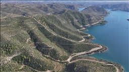 Manavgat'ta yanan ormanlık alanlar yeniden "yeşil örtü" ile kaplanıyor