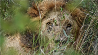 Afrika'da aslanlar, habitat kaybı, avcılık ve kemik ticareti kıskacında