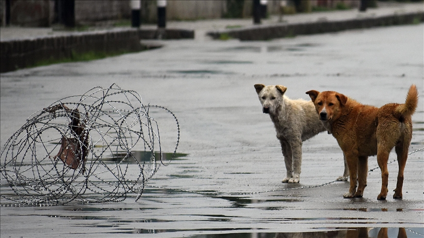 Hindistan'ın başkent bölgesindeki tüm sahipsiz köpekler barınaklara gönderilecek